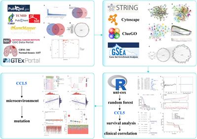 Network Pharmacology and Inflammatory Microenvironment Strategy Approach to Finding the Potential Target of Siraitia grosvenorii (Luo Han Guo) for Glioblastoma